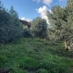 SHITET TOKE NE MJULL-BATHORE !!!