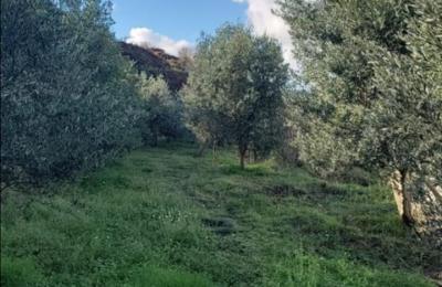 SHITET TOKE NE MJULL - BATHORE!!!